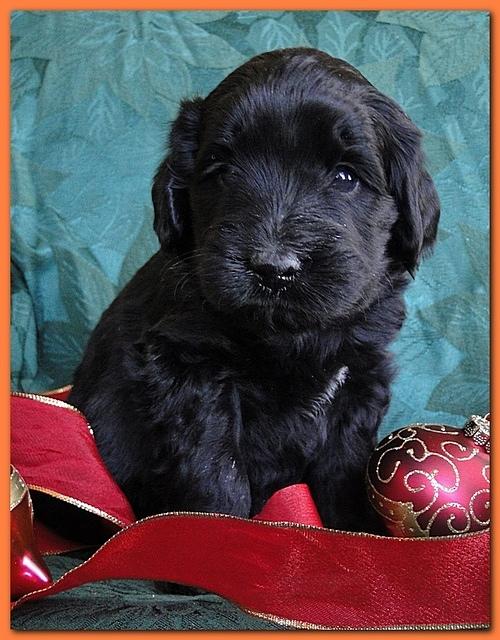 Bailey Rocco puppies 4 weeks old 020
