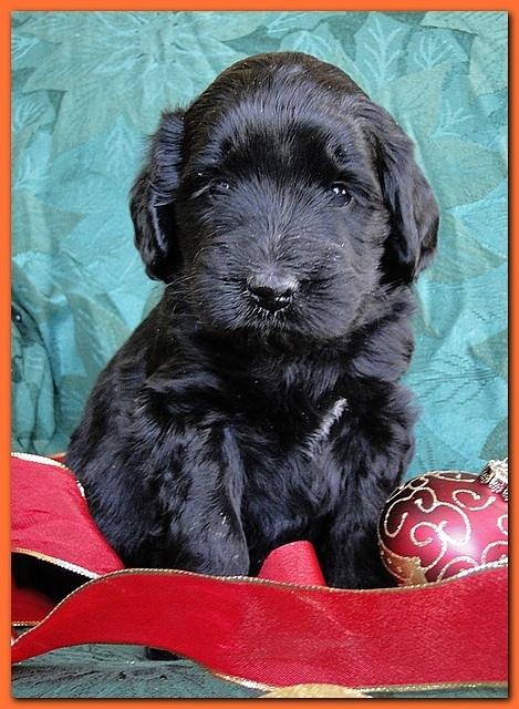 Bailey Rocco puppies 4 weeks old 023