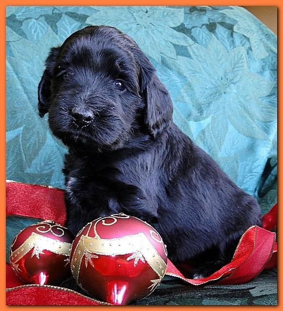 Bailey Rocco puppies 4 weeks old 024