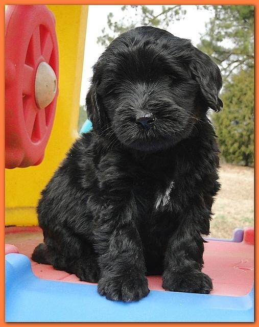 Bailey Rocco puppies 6 weeks old 001