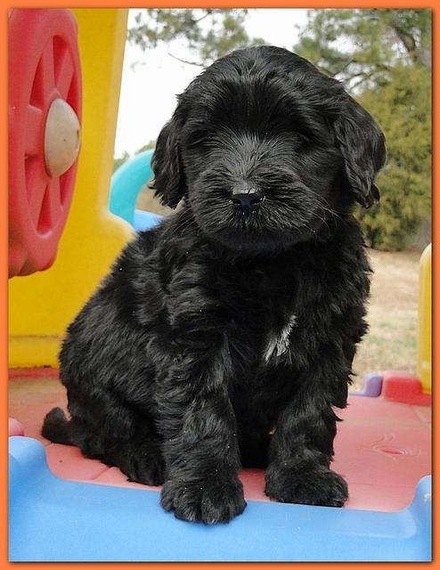 Bailey Rocco puppies 6 weeks old 002