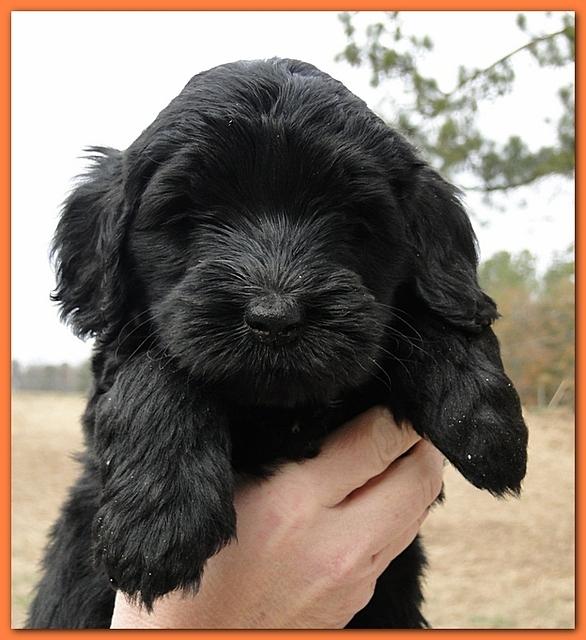 Bailey Rocco puppies 6 weeks old 031