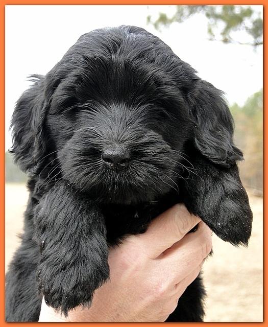 Bailey Rocco puppies 6 weeks old 034