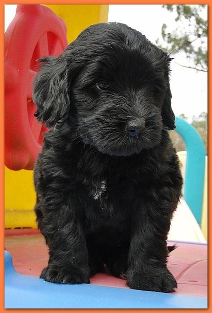 Bailey Rocco puppies 6 weeks old 038