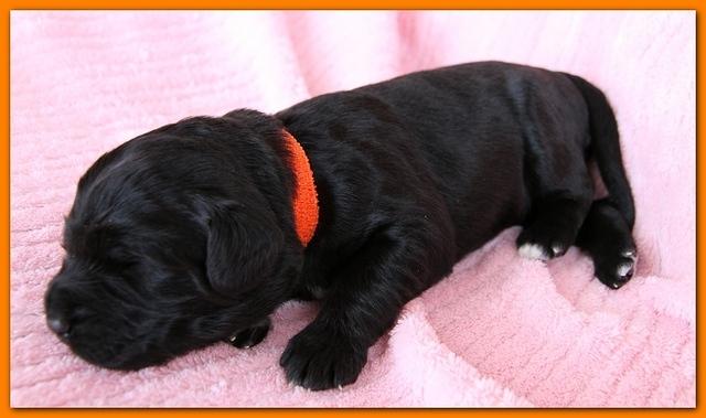 Bailey Rocco pups 11-27-10 083