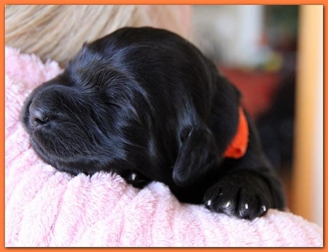 Bailey Rocco pups 11-27-10 216