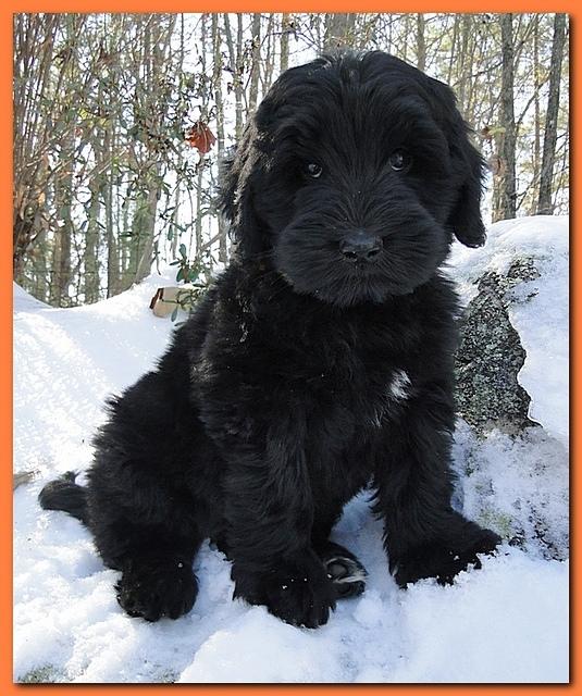 Bailey and Rocco puppies 8 weeks old 005
