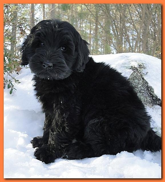Bailey and Rocco puppies 8 weeks old 008