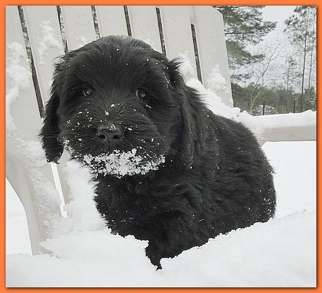 Dancer Bailey puppies 7 weeks snow 021