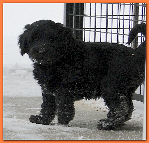 Dancer Bailey puppies 7 weeks snow 032