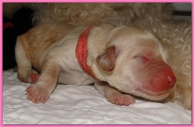 Bailey Rocco newborn puppies 11 18 10 016