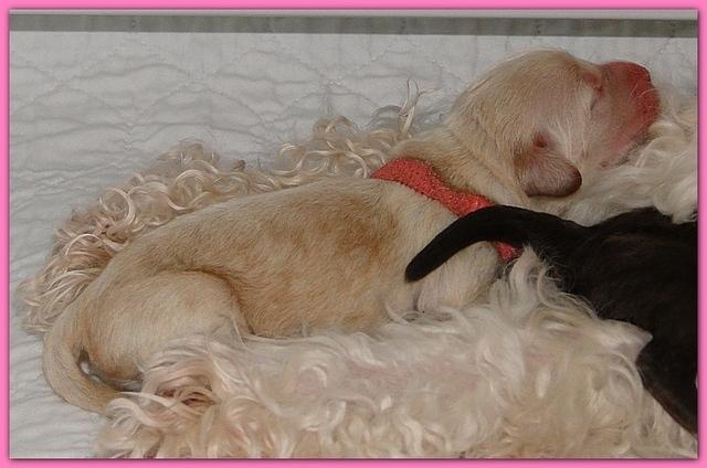 Bailey Rocco newborn puppies 11 18 10 019