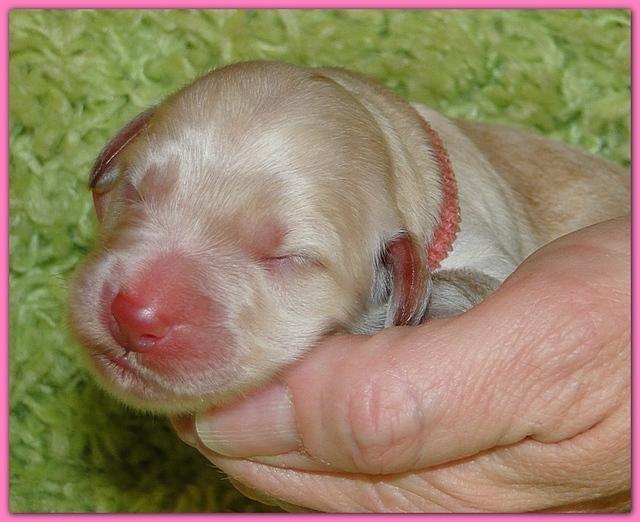 Bailey Rocco newborn puppies 11 18 10 029