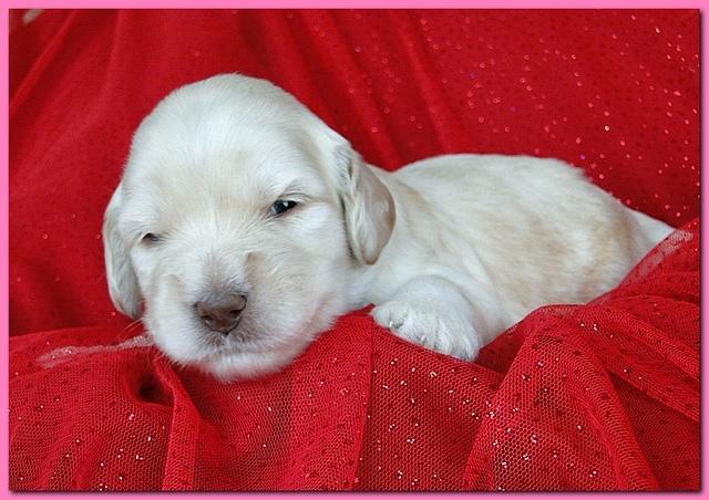Bailey Rocco puppies 2 weeks old 028