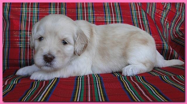Bailey Rocco puppies 3 weeks old 011