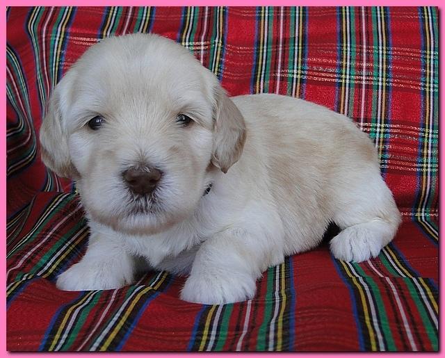 Bailey Rocco puppies 3 weeks old 013