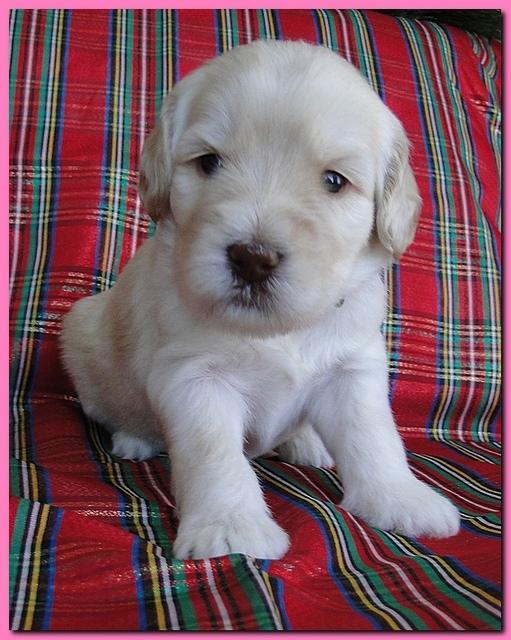 Bailey Rocco puppies 3 weeks old 014