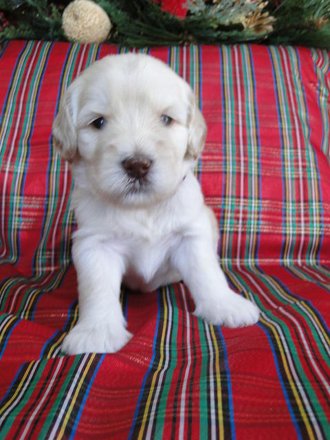 Bailey Rocco puppies 3 weeks old 015