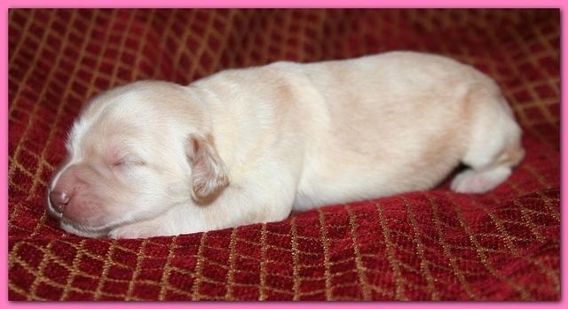 Bailey Rocco pups 11-22-10 036