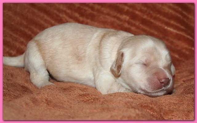 Bailey Rocco pups 11-22-10 094