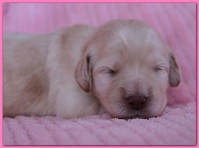 Bailey Rocco pups 11-27-10 192