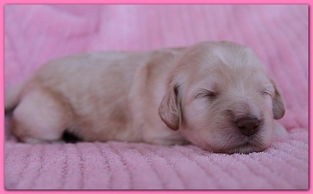 Bailey Rocco pups 11-27-10 194