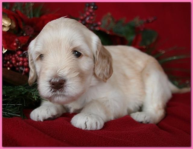 Bailey Rocco pups 4 weeks old 254