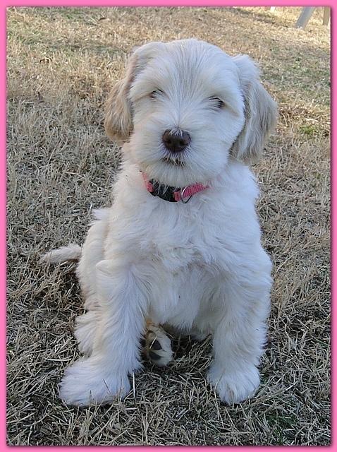 Dancer Bailey puppies 6 weeks old playtime 040
