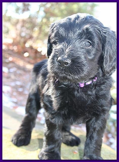 Bailey Rocco 5 weeks old purple 271