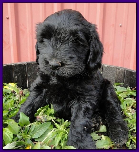 Bailey Rocco 7 weeks old 013