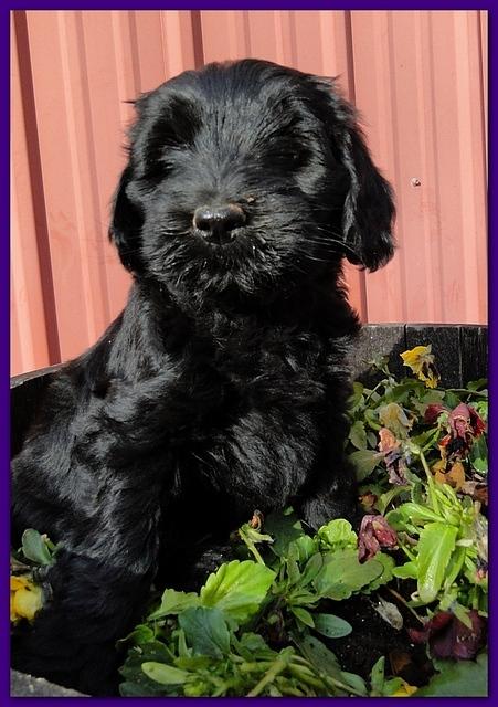 Bailey Rocco 7 weeks old 015