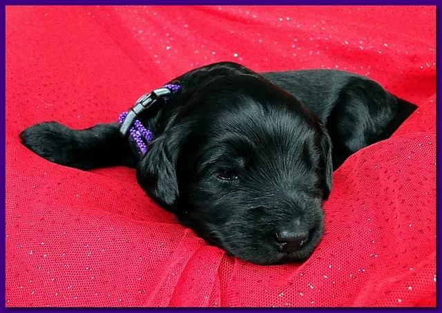 Bailey Rocco puppies 2 weeks old 029