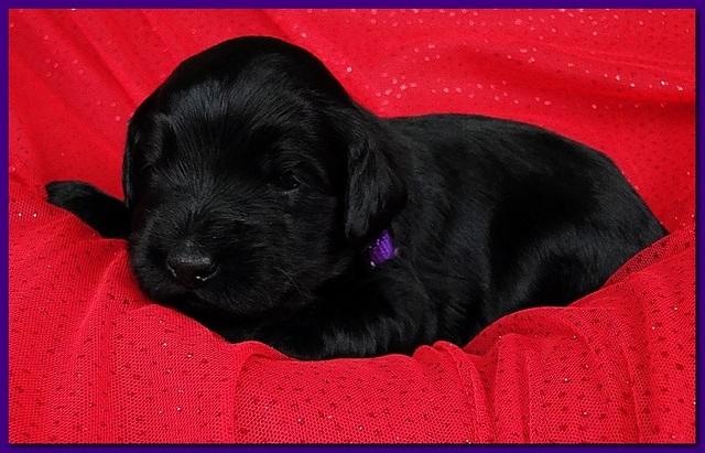 Bailey Rocco puppies 2 weeks old 030