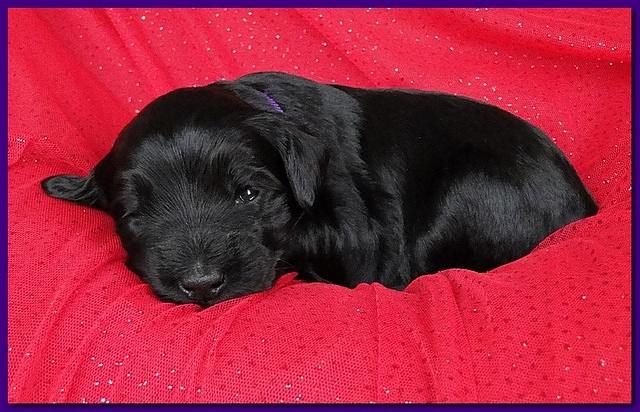 Bailey Rocco puppies 2 weeks old 033