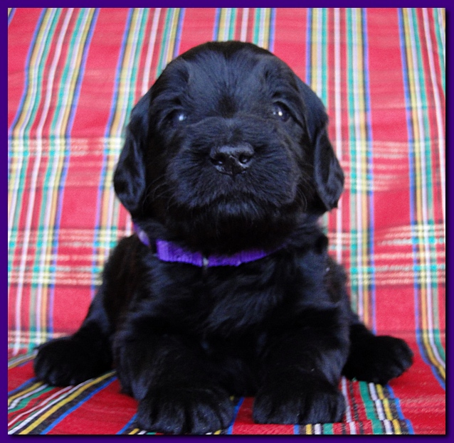 Bailey Rocco puppies 3 weeks old 021