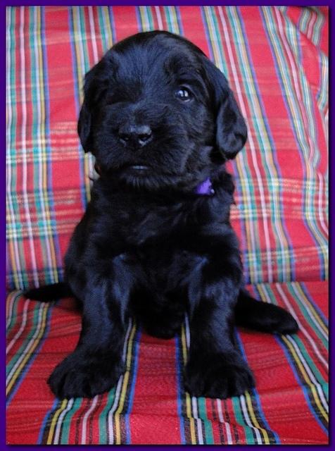 Bailey Rocco puppies 3 weeks old 066