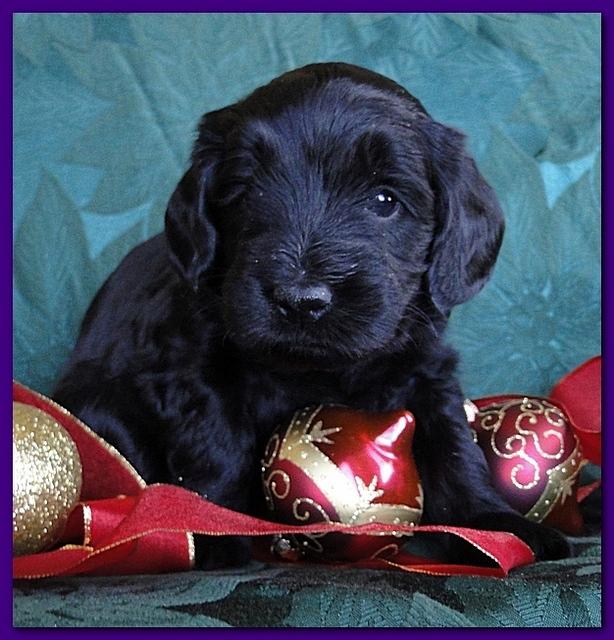 Bailey Rocco puppies 4 weeks old 049