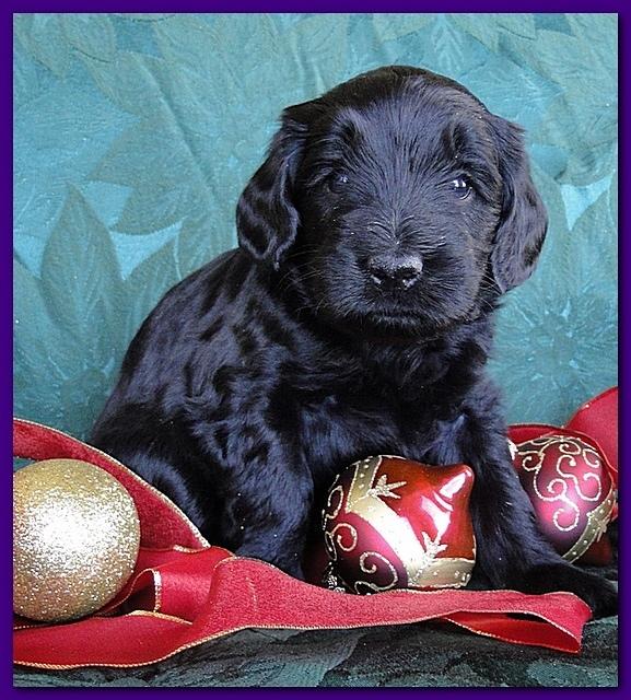 Bailey Rocco puppies 4 weeks old 051