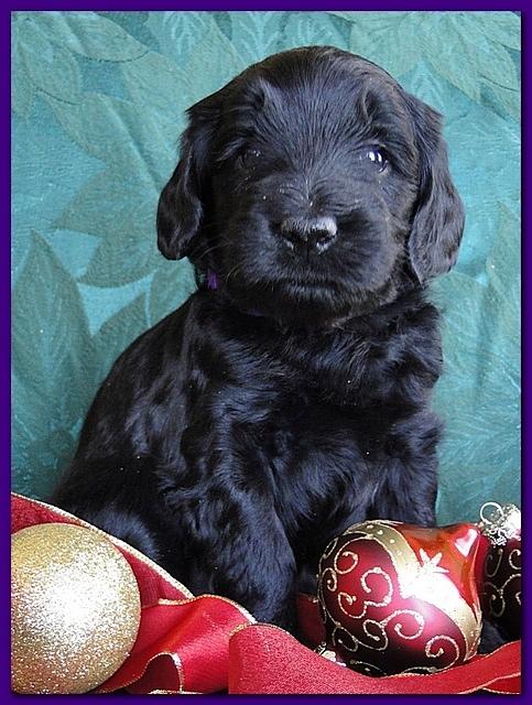 Bailey Rocco puppies 4 weeks old 054