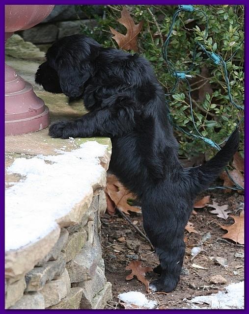 Bailey Rocco puppies 5 weeks old purple 202
