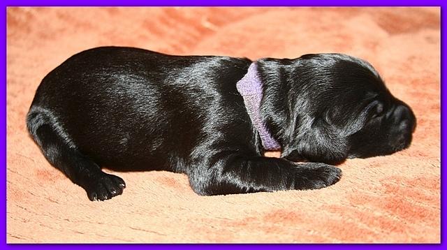 Bailey Rocco pups 11-22-10 128