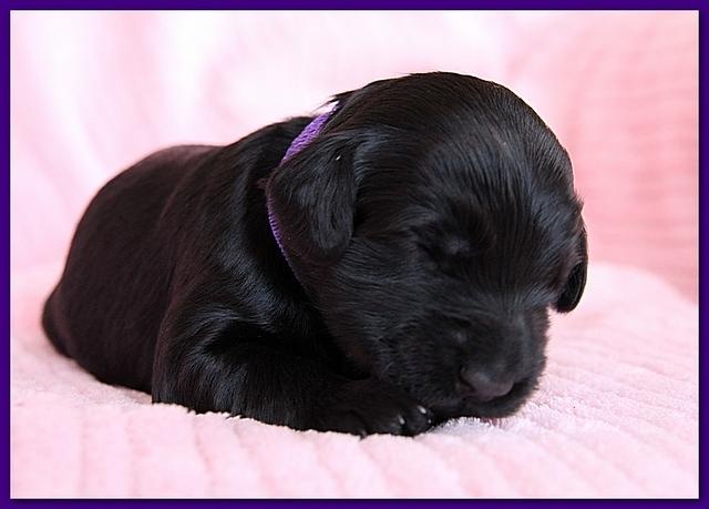 Bailey Rocco pups 11-27-10 094