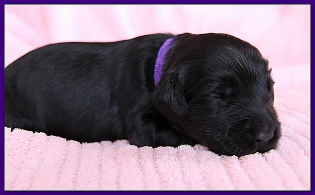 Bailey Rocco pups 11-27-10 110