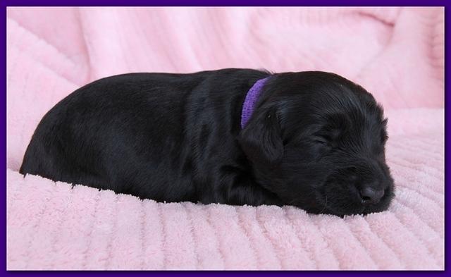 Bailey Rocco pups 11-27-10 113