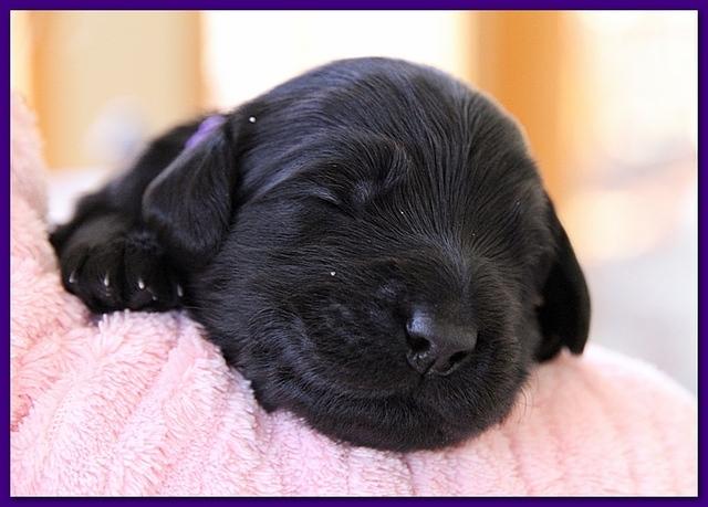 Bailey Rocco pups 11-27-10 204