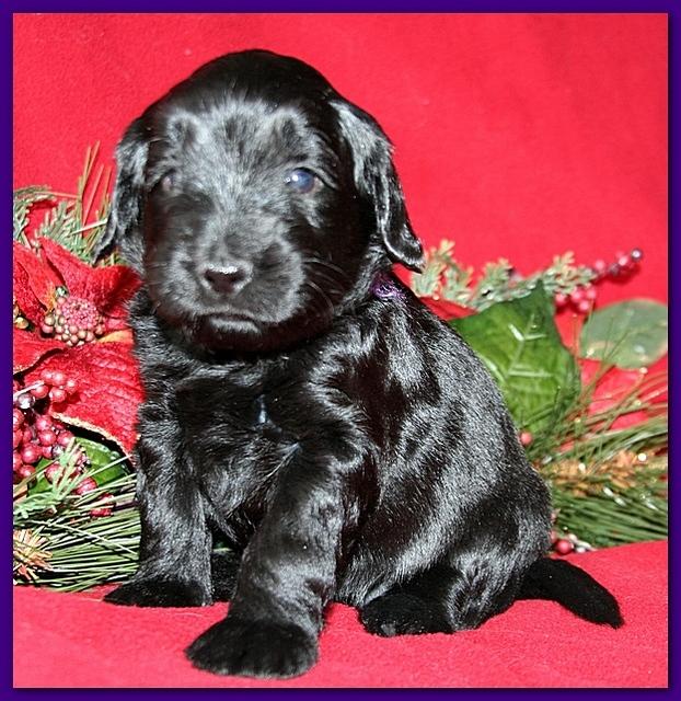 Bailey Rocco pups 4 weeks old 270