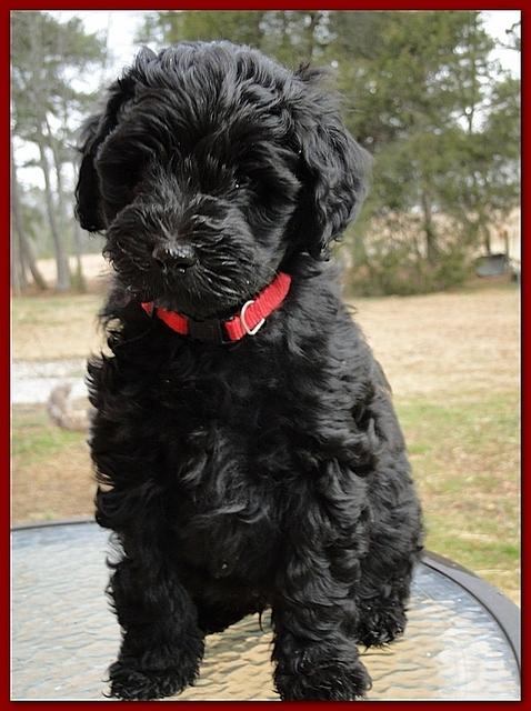 Bailey Rocco 7 weeks old 004