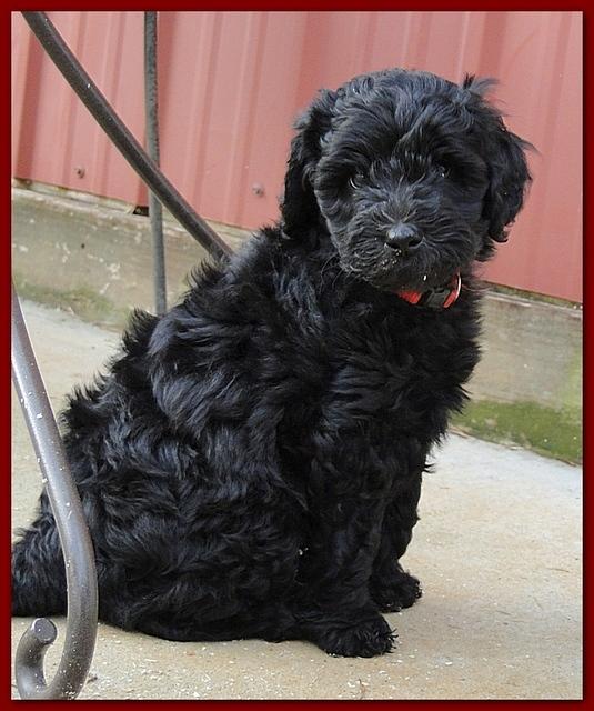 Bailey Rocco 7 weeks old 007