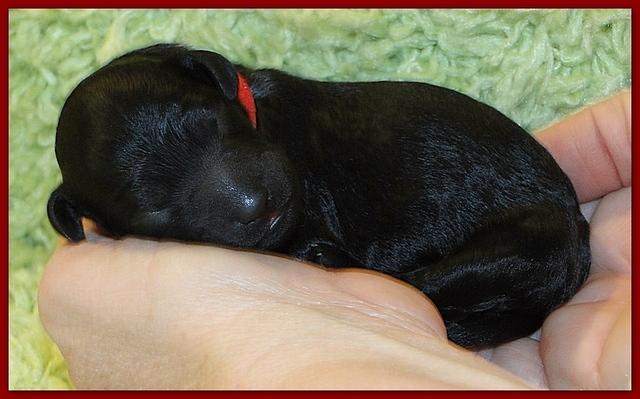 Bailey Rocco newborn puppies 11 18 10 042