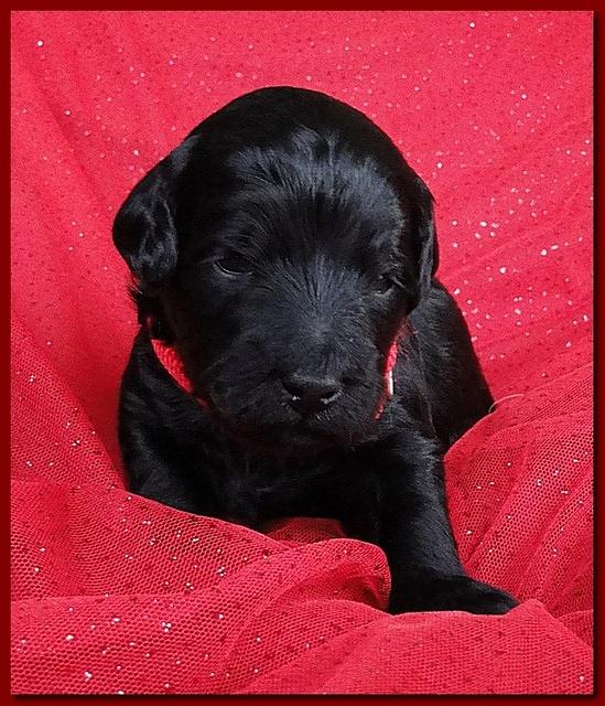 Bailey Rocco puppies 2 weeks old 053